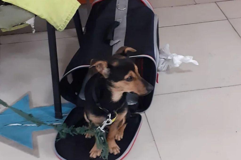 COCO-PERRO