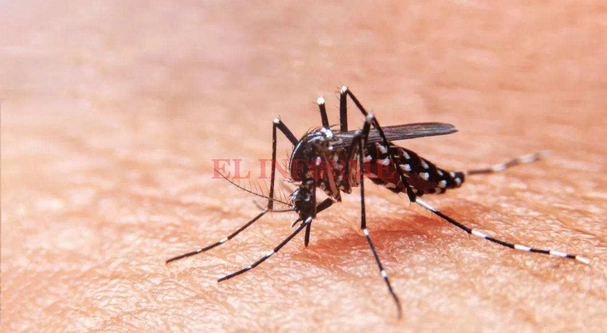 dengue-1