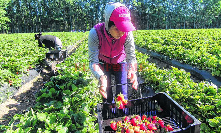pymes-frutilla