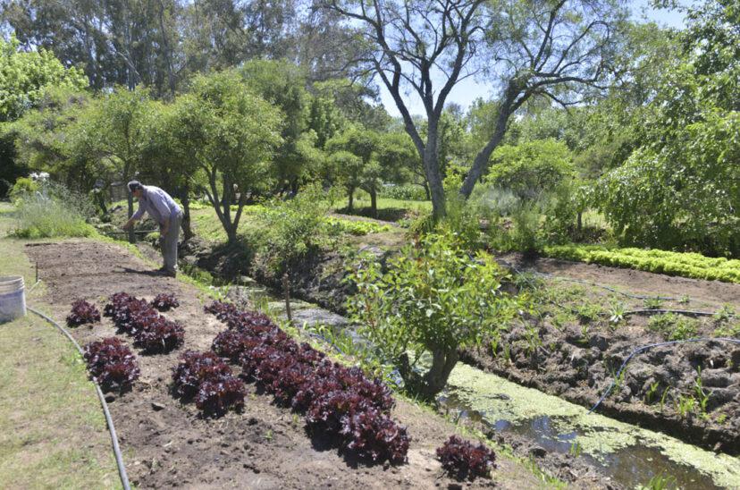 cooperativa-agricultura-828x548