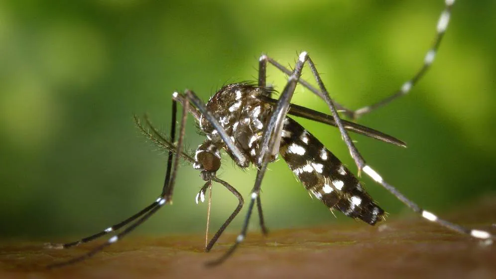 dengue