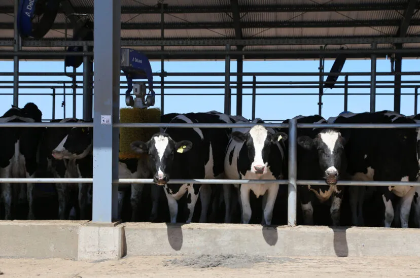 tambo-lecheria-828x548