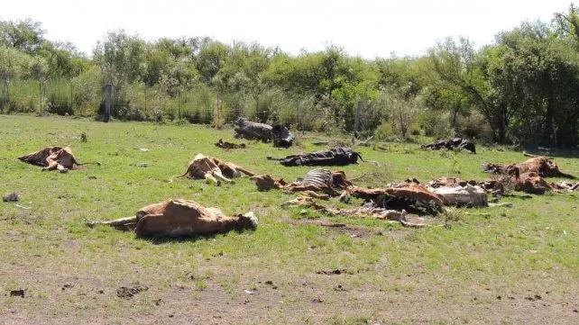 vacas-muerta-sequia