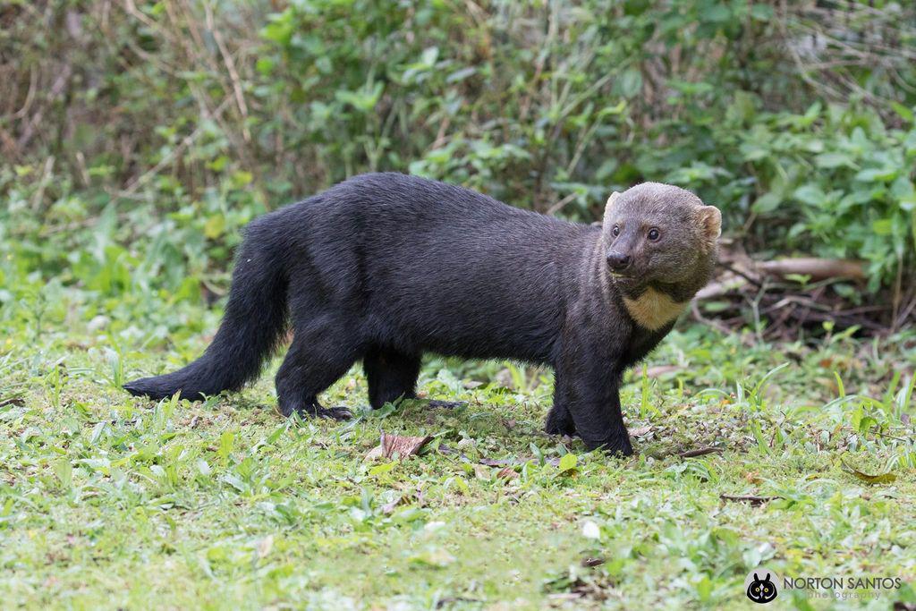 nueva-especie-provincia