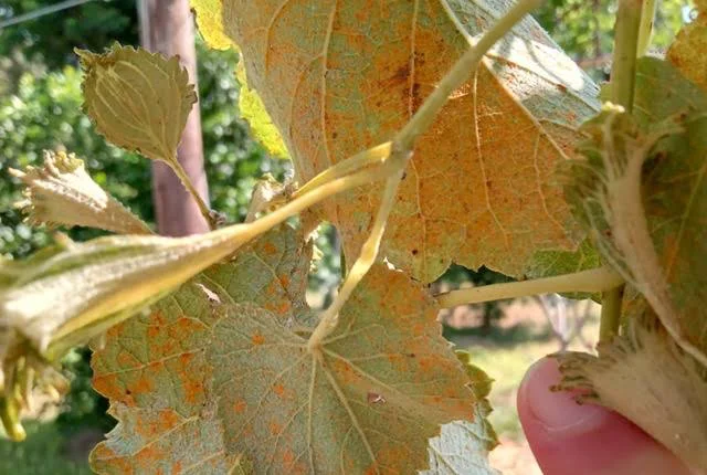 uvas