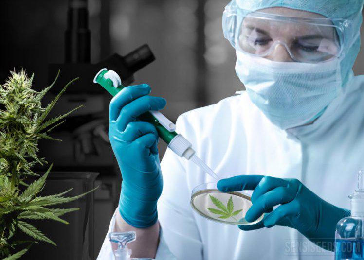 21822-cannabismedicinal