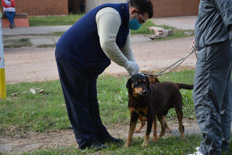 vacunacion-antirrabica