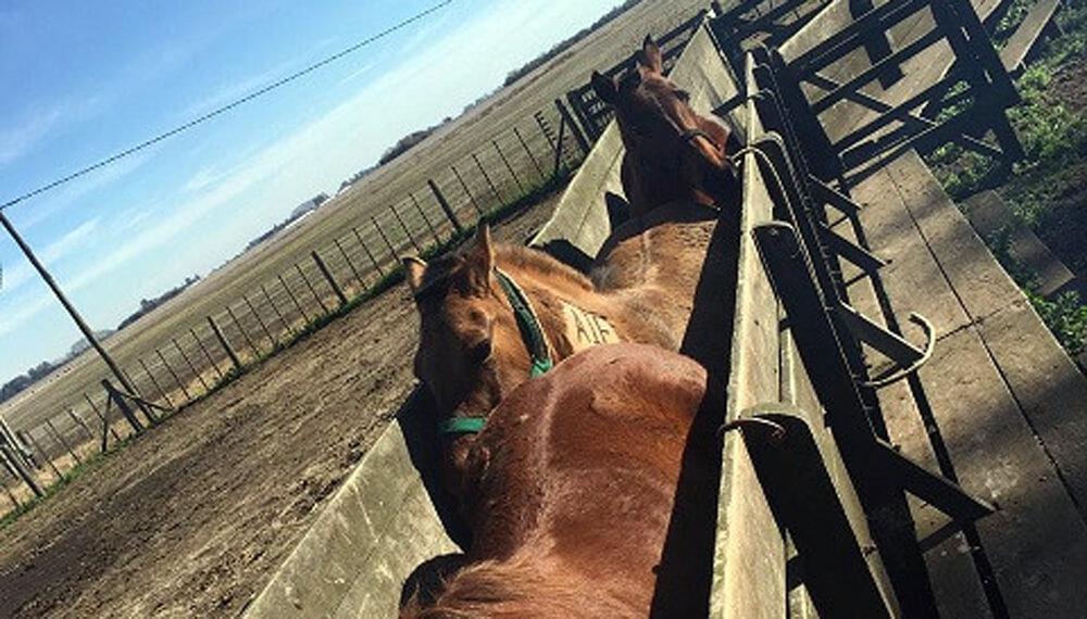 equinos-senasa-infocampo