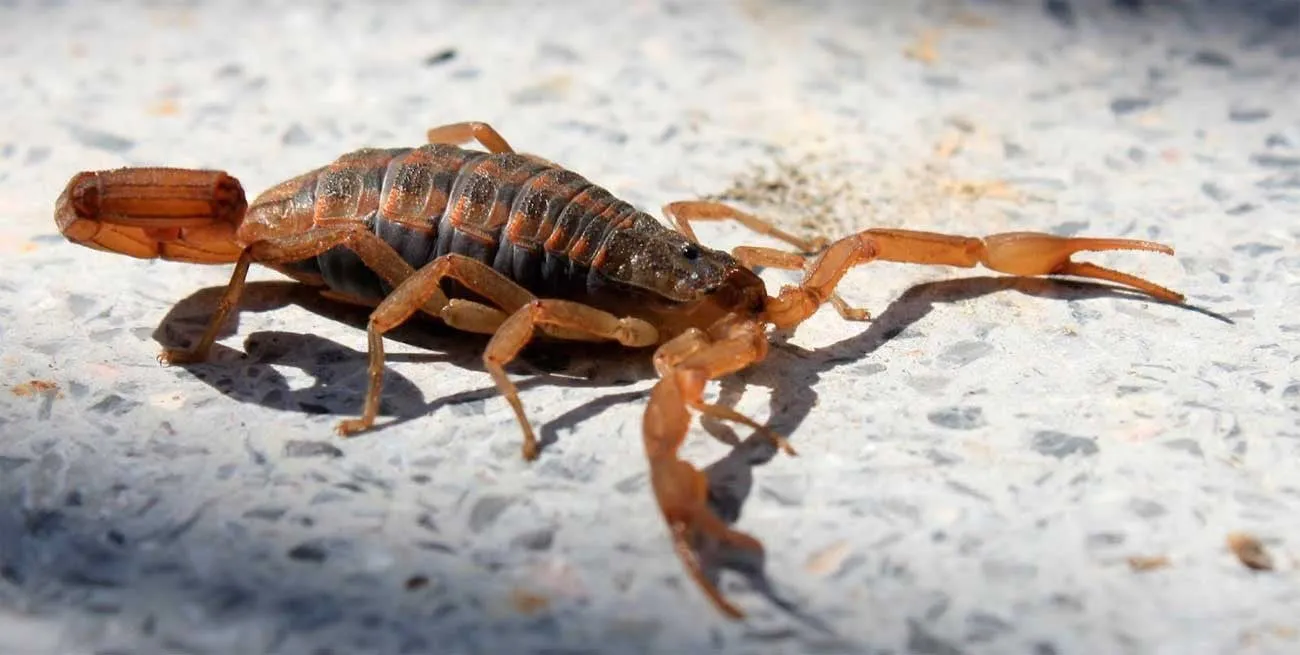 CuQLgRc_6_1300x655__1