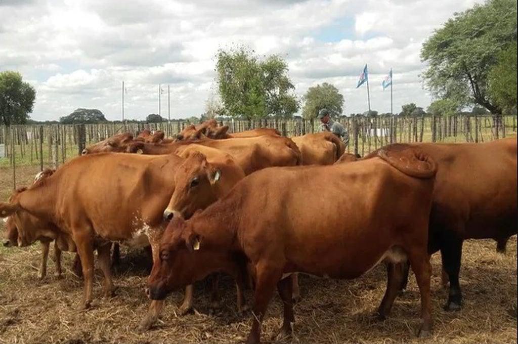 469907_vacas