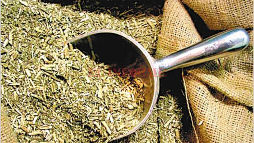Yerba