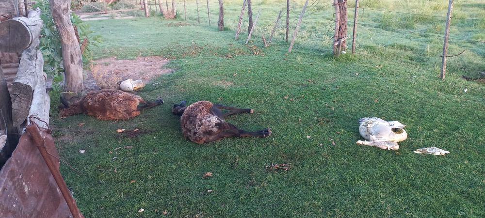 animales-muertos san cristobal