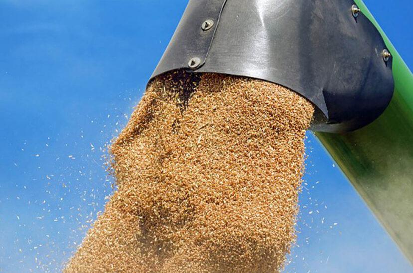 cosecha-trigo-grano-828x548