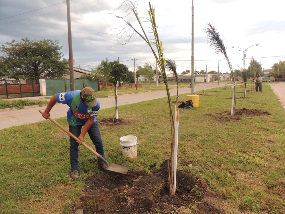 programa arbolado ceres