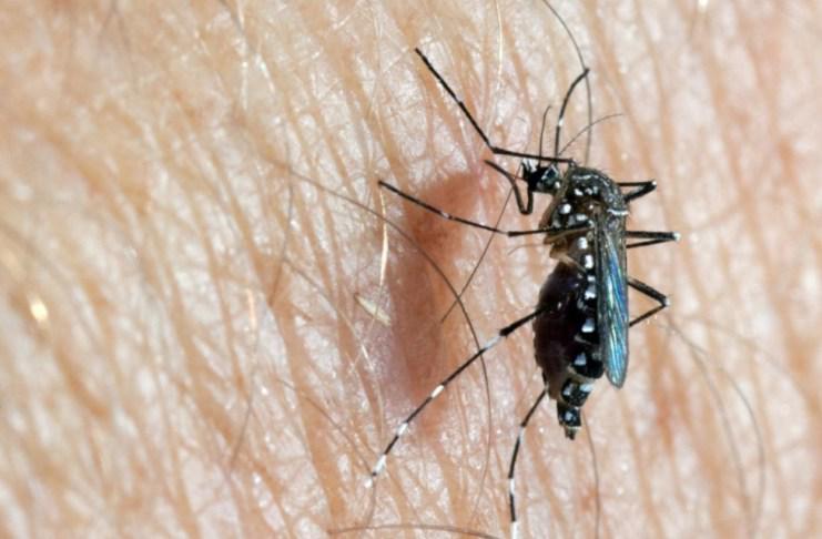 SM-dengue-492021