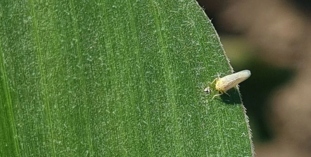 IKuGYiY_N_1300x655__1