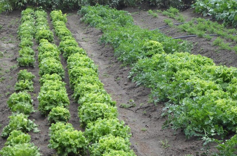 siembra-organicos-lechugas-828x548