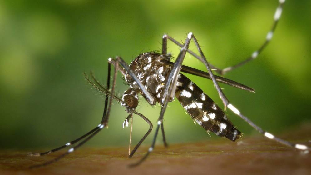 dengue