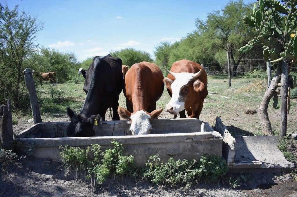 470600_vacas
