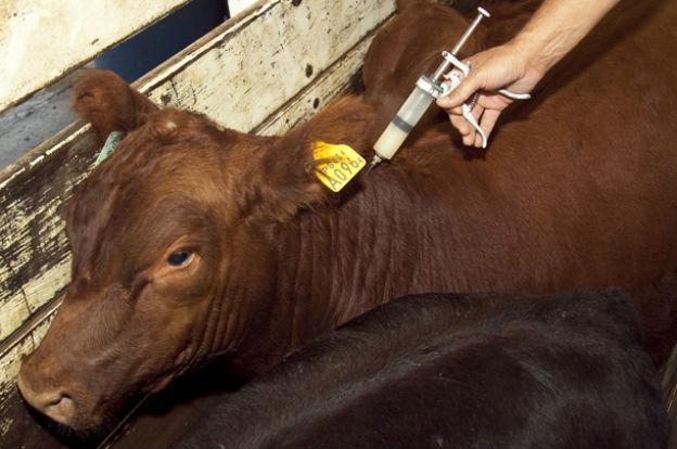 Sanidad Animal