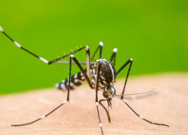 26253-dengue3