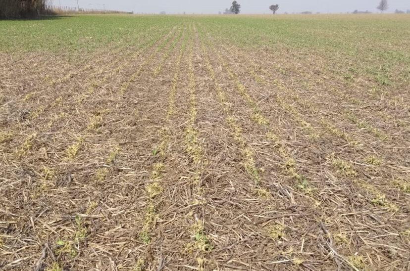 sequia-cultivo-siembra-828x548