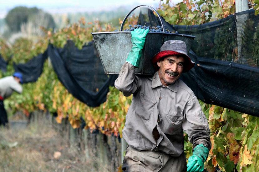 trabajo-rural-uatre-cosecha-vid-828x548
