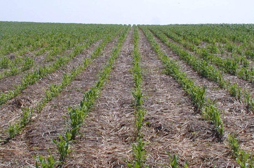maiz-en-siembra-directa-con-rastrojo-de-trigo-828x548