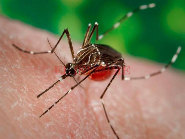 tmb1_mosquitos-como-identificar-transmisor-dengue-demas-especies-836821-151128