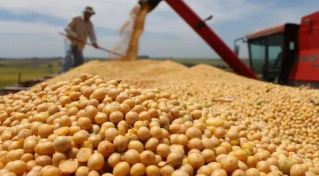granos-soja