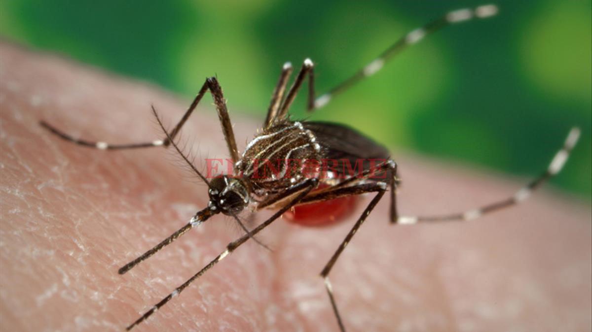 dengue-2