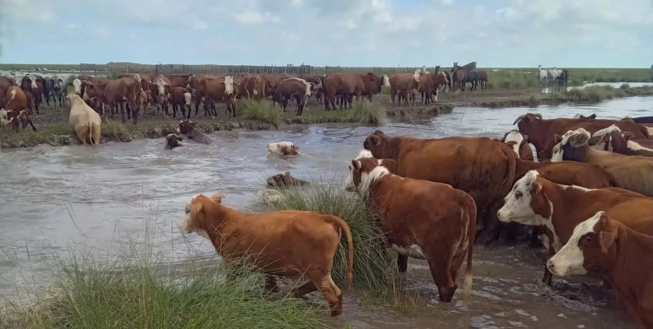 vacas inundacion 2