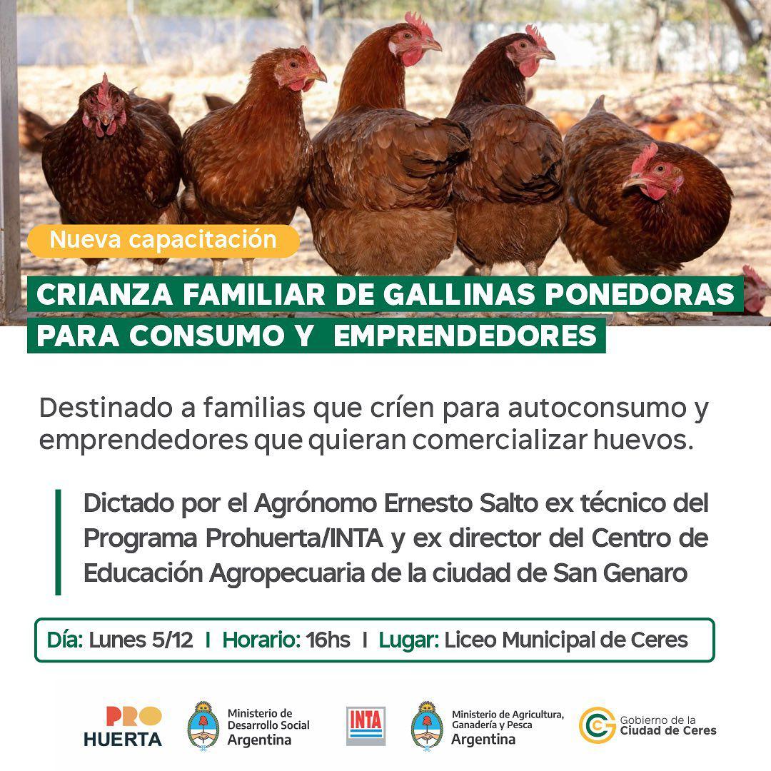 crianza gallinas