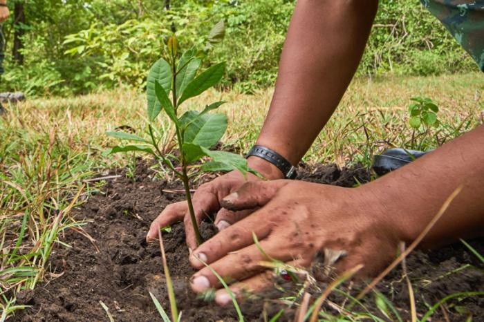 plantar-arbol