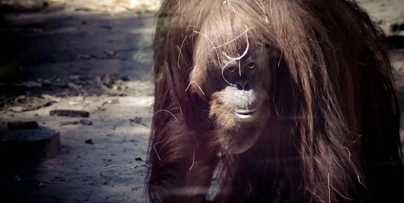 Nvbpdj5W4_1300x655__1