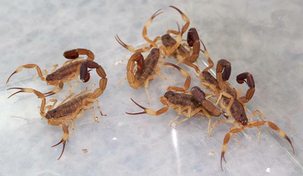 ALACRANES