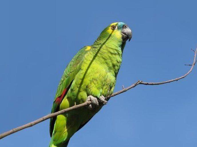 20906-loro