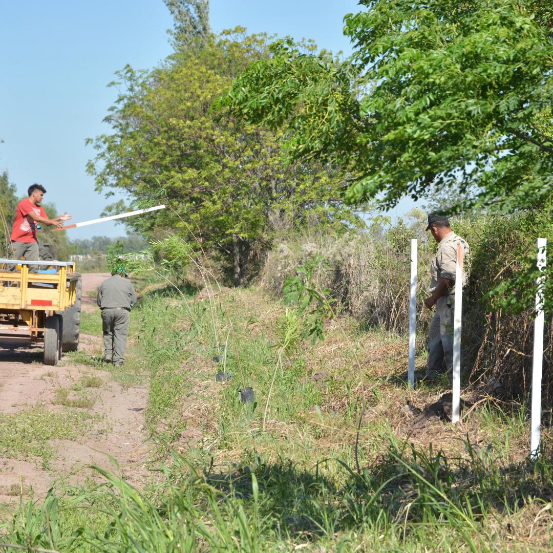 Cortina forestal en barrio Nazer